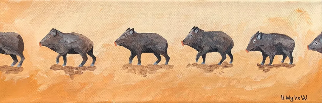 Javelina & Heather Wylie, Javelina & H. Wylie, H Wylie Art